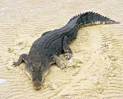 Екі метрлік крокодил жағажайда демалушылардың зәресін алды