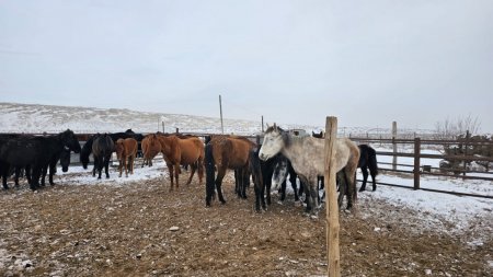 Адай тұқымды жылқы жаңа ұлттық бренд ретінде тіркелді