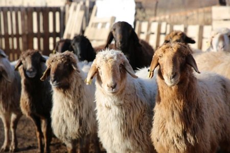 Құрбай айт мерекесінде құрбандық шалудың негізгі әдебі