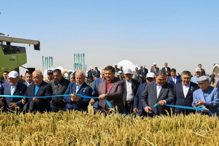 «Дала күні – 2025»: күрішке алғашқы орақ салу рәсімі өтті