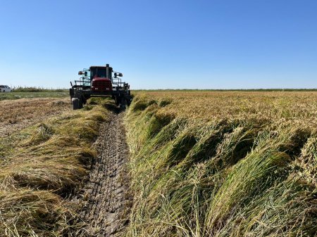 Шағандықтар  егінді жинауға кірісті