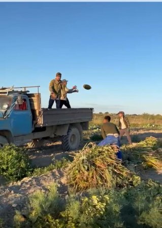 Жерге дән сепкен жастар бригадасы