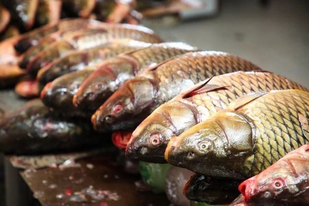 Балық аулау және аңшылық кезінде қауіпсіздік ережелерін сақтайық