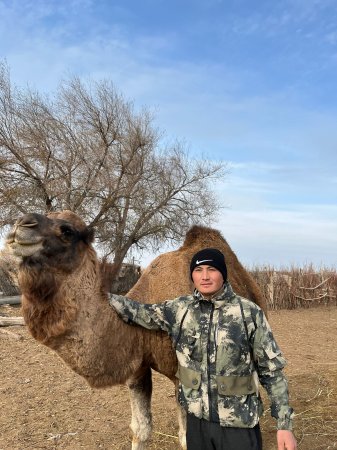 Жас түйекеш Ержан