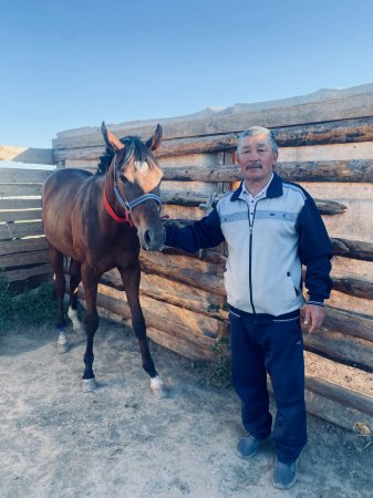 Сәйгүлікті сесімен сескендірген