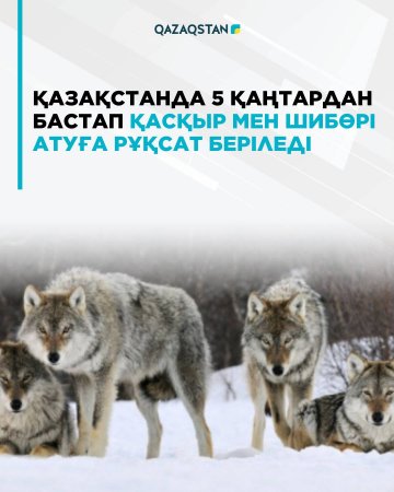Қазақстанда 5 қаңтардан бастап қасқыр мен шибөрі атуға рұқсат беріледі
