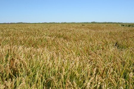 Егін егу науқаны басталды