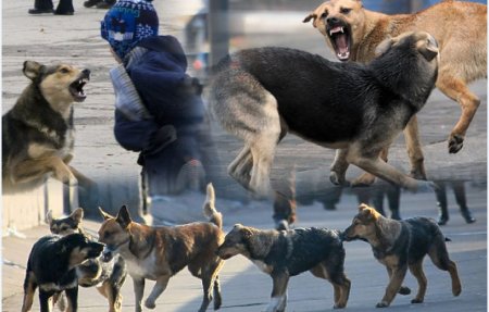 Қаңғыбас иттен келер залал көп