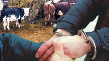 Мал ұрлығына жол жоқ