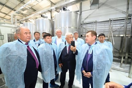 Аралда түйе сүтінен құрғақ ұнтақ шығаратын зауыт іске қосылды