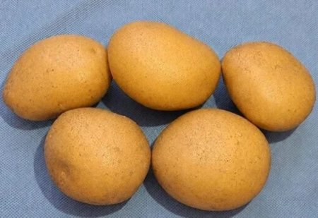 Отандық ғалымдар жаңа картоп сортын шығарды