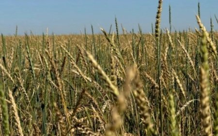 2027 жылғы егіс науқанына қаржы беру 1 қазанда басталады
