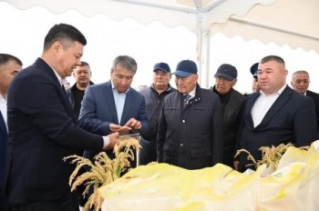 «Дала күні – 2026»: Қазалылықтар егінге алғашқы орақ салды
